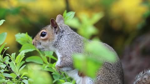 Squirrel On A Wood Wildlife