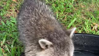 Cute Little Raccoon Plays With Water