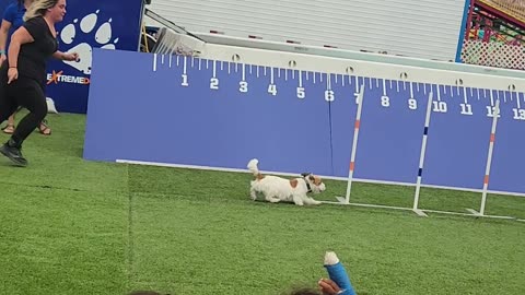 Dog Agility Contest