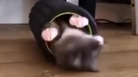 Cute Cat playing toy!