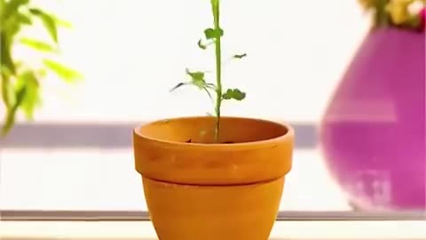 Hacks To Grow Your Own Food. You May Never Have To Buy These Again (Must Watch!)