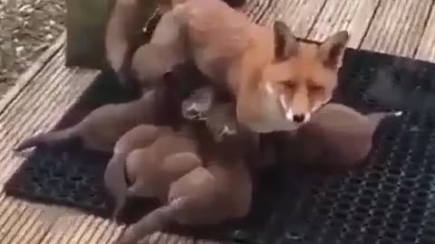 Fox mama