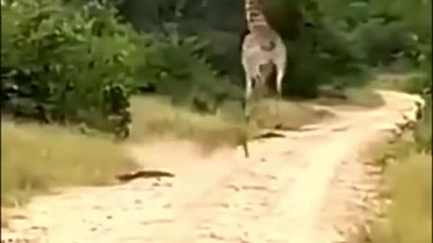 lion attack giraffe