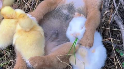 dog duck and rabbit sleeping in dogs arms