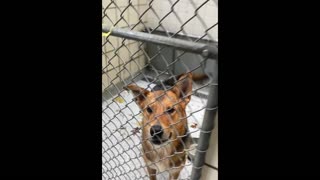 Texas animal shelter significantly damaged after powerful tornado hits Houston and surrounding areas