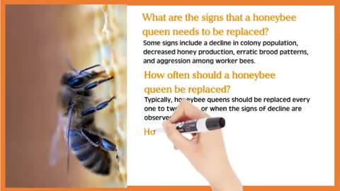 When to Replace a Honeybee Queen