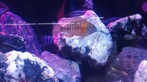 Chiclid fish tank