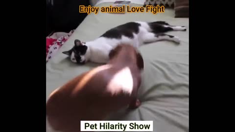 Animal Love Fight // Fun with the Non-Stop Funniest Cat and Dog Video part-02 #shorts #short #viral