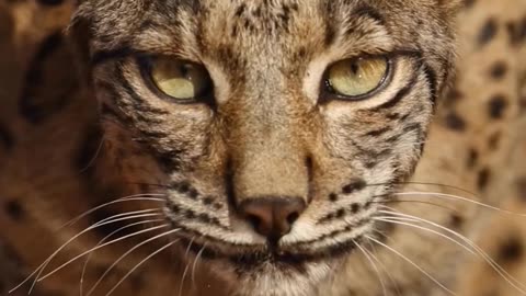 Iberian lynx the world's most rare cat! Endangered cat species