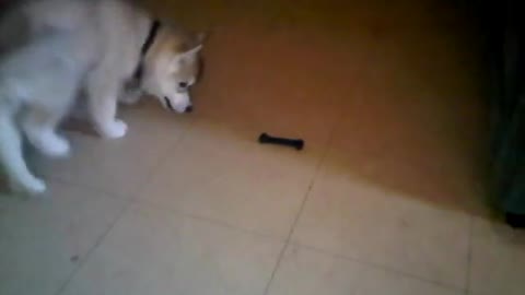 Husky Puppy Freaks Out Over A Toy