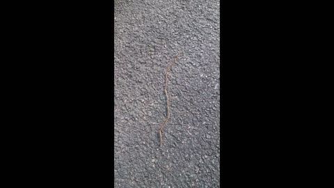 Caterpillar Snake Trail