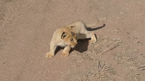 Baby lions