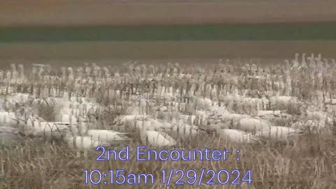 2nd Encounter Snow Geese 10:15am 1/29/2024