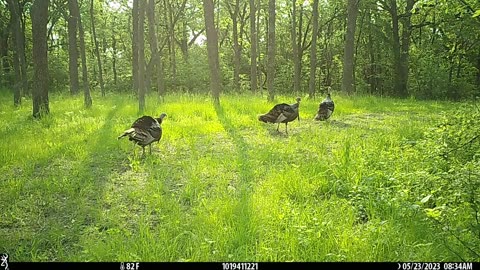 Strutting May toms