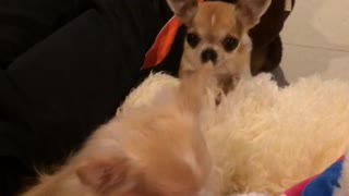 Chihuahua sisters