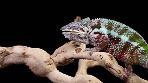 🦎 Ambilobe Panther Chameleon Catching and Eating in Slow Motion 🌿👅