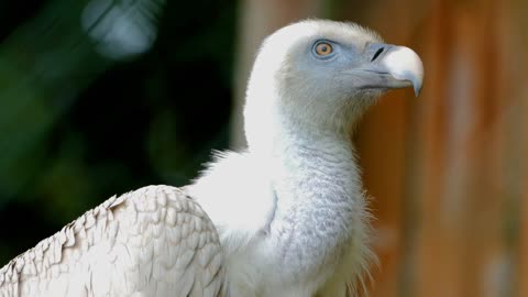 White eagle in Sweden