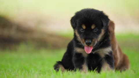 Puppy with tongue sticking out