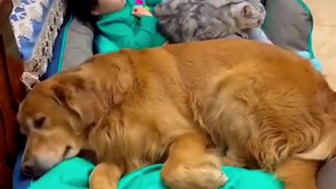 Funny Cat And Dog