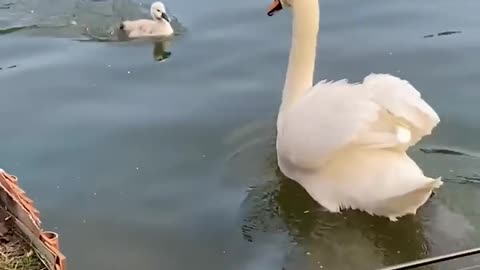 When the little swan swims back to her family so so fast 🙂