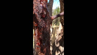 Boy Saves Huge Huntsman Spider