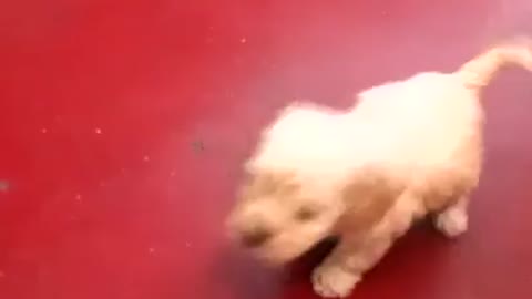 Small dog and his tricks.