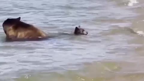 Wow. Bear family beats the heat at Lake Tahoe.