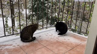 Hero and Lisa experience their 1st Snow!