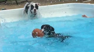 boxer puppies in water