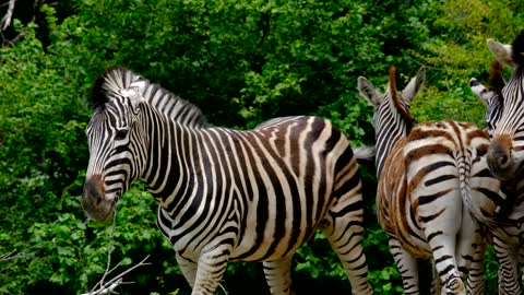Zebra,animal,stripes,striped,black and white in nature