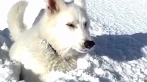 The Dog Jumps in the Ice