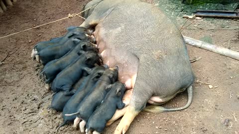 Mother pig feeding her baby.