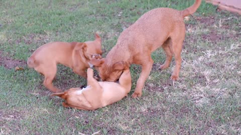 LiTLE DOGS PLAYING