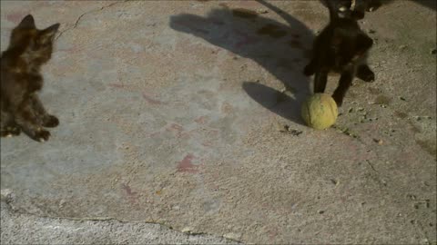Cat plays with a tennis ball