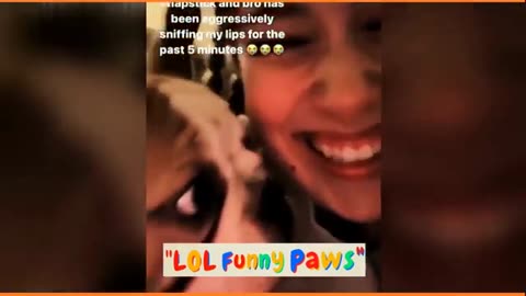 Funny animals 😸🐶 Funny cats 😻 Cute cats 😻 Funny dogs 🤣1