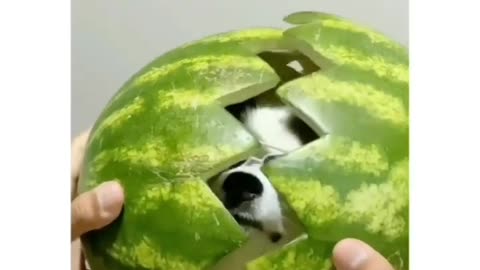 Dog inside the watermelon 🐶🍉 😂🤣 Joy Funny Factory