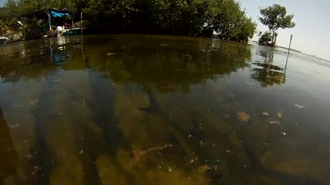 Belize Tarpon Underwater Footage