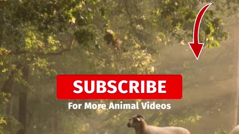 SHEEP SOUNDS | Learn Animals with Kiddopedia #shorts