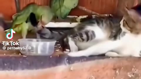 Latest funny cat 🐈video ""Must Watch """