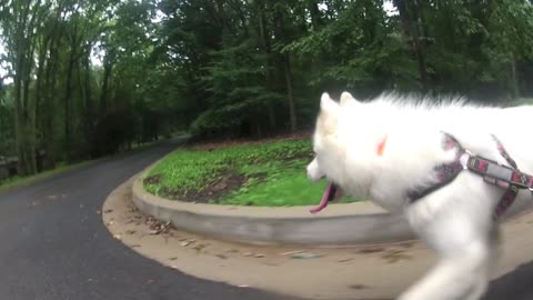 WooFDriver's RUFF Boarding Huskies