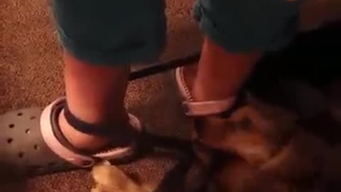 5 month old Pup wraps and trys to ties her Master's leg