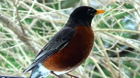 Robin