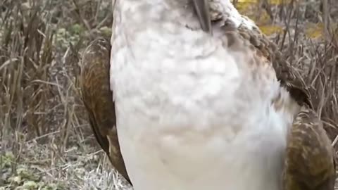 Blue-footed boobies