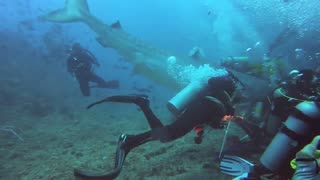 tiger shark attacking divers 😱😱😱