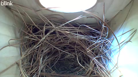 Bluebird building nest