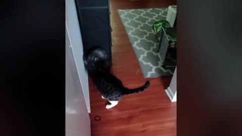 funny cat video pet video magic cat pussy cat