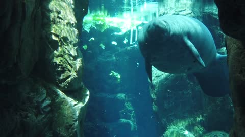 Manatee Dugong Water Ocean Aquarium Seacow