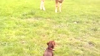 Cachorra no puede contener su felicidad al conocer una vaca