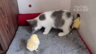 TThe kitten fell in love with the chicken! It's warm to sleep together.