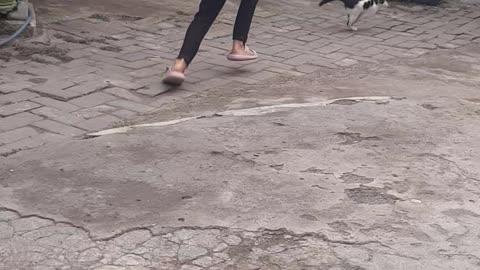 Little girl chasing kittens